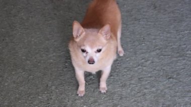 Küçük kırmızı köpek kuyruğunu sallıyor