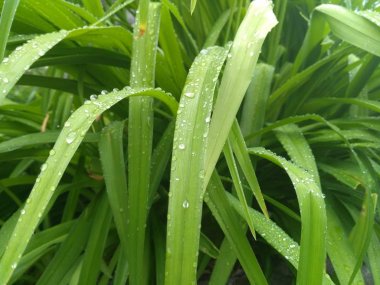 Yeşil yapraklar üzerinde su damlaları