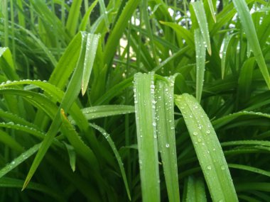 Yeşil yapraklar üzerinde su damlaları