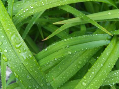 Yeşil yapraklar üzerinde su damlaları