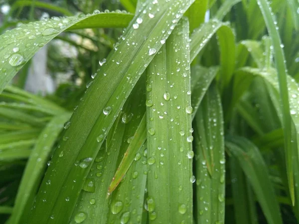Капли воды на зеленых листьях — стоковое фото