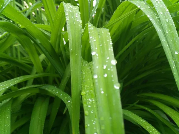 Gotas de água em folhas verdes — Fotografia de Stock