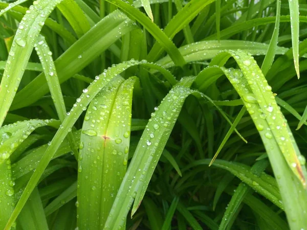 Gotas de água em folhas verdes — Fotografia de Stock