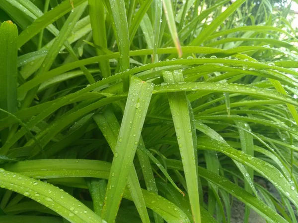 푸른 잎 위에 물방울 — 스톡 사진