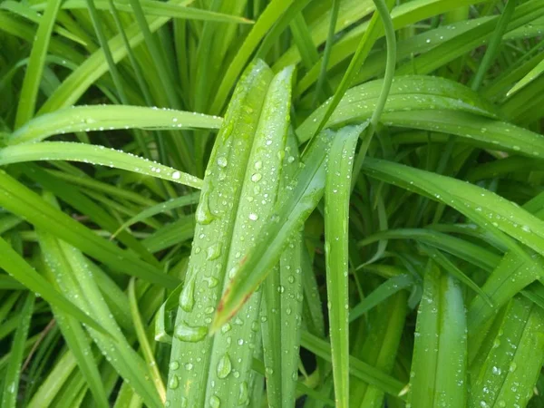 Gotas de água em folhas verdes — Fotografia de Stock