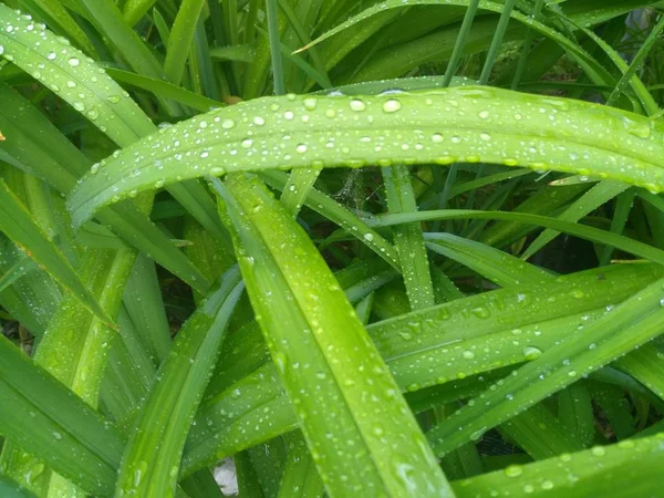 Gotas de água em folhas verdes — Fotografia de Stock