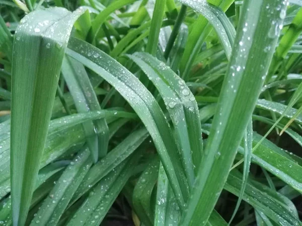 Plantas verdes após a chuva — Fotografia de Stock