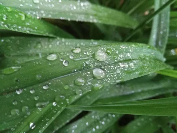 Grüne Pflanzen nach Regen — Stockfoto