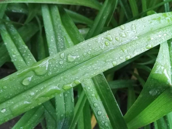 Plantas verdes após a chuva — Fotografia de Stock