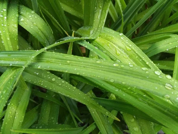Πράσινα φυτά μετά τη βροχή — Φωτογραφία Αρχείου