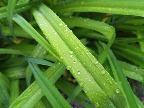 Plantas verdes após a chuva — Fotografia de Stock