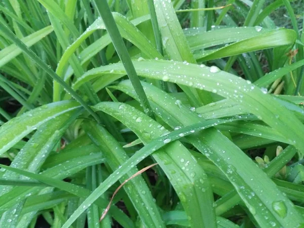 Зеленые растения после дождя — стоковое фото