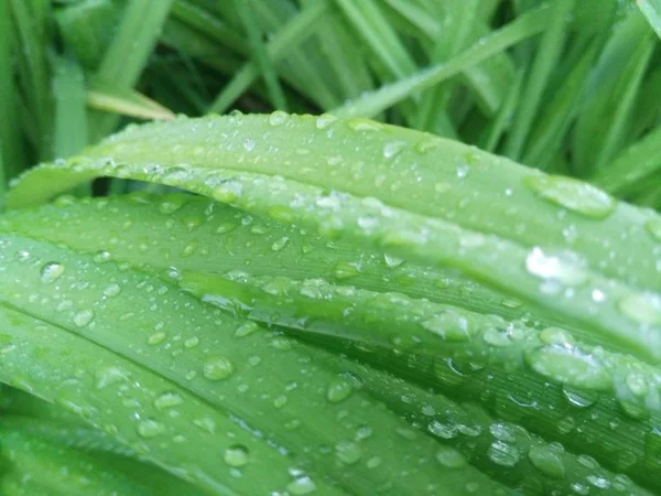 Plantas verdes após a chuva — Fotografia de Stock