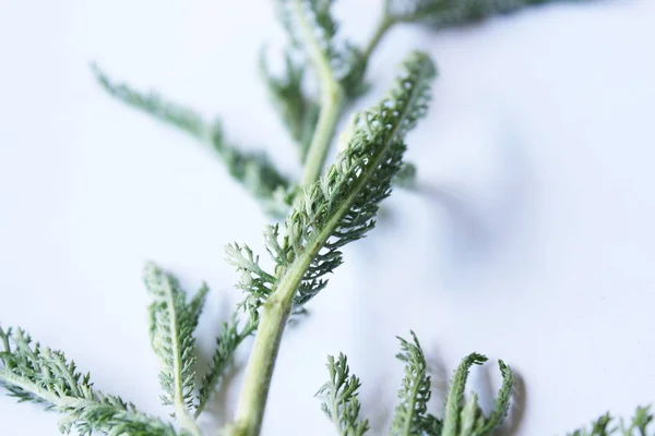 Planta medicinal verde —  Fotos de Stock