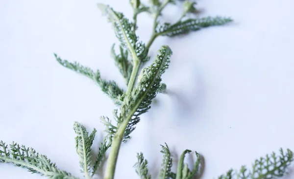 Planta medicinal verde —  Fotos de Stock