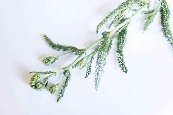 Planta medicinal verde —  Fotos de Stock