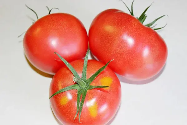 Tomate sobre um fundo branco — Fotografia de Stock