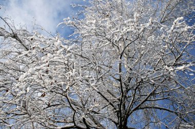ormandaki ağaçlar üzerinde kar