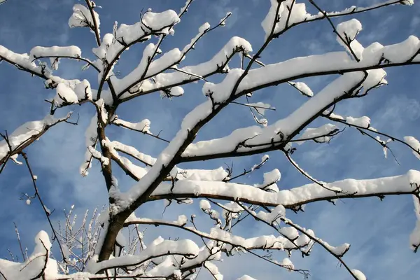 Nieve en los árboles en el bosque — Foto de Stock