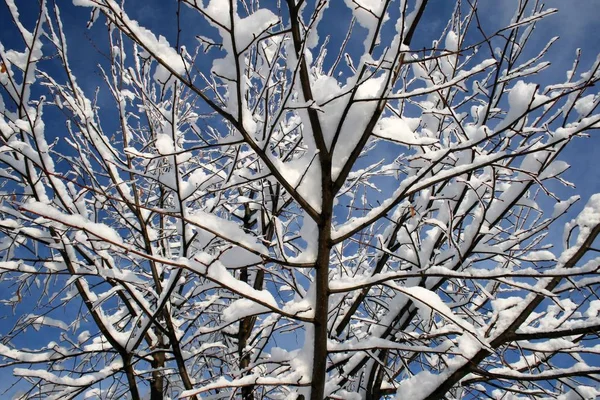 Nieve en los árboles en el bosque — Foto de Stock