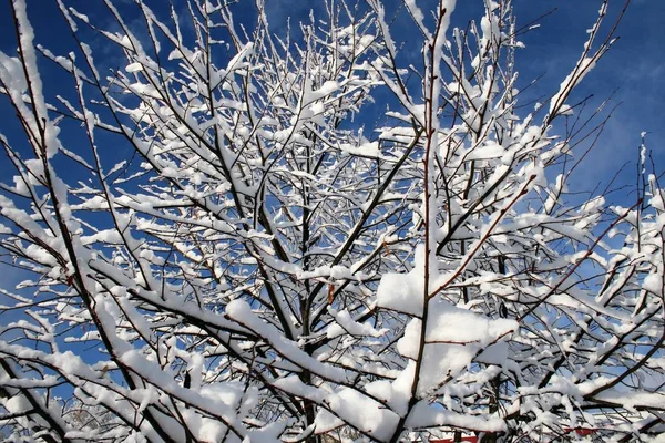 Nieve en los árboles en el bosque — Foto de Stock