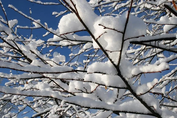 Сніг на деревах у лісі — стокове фото