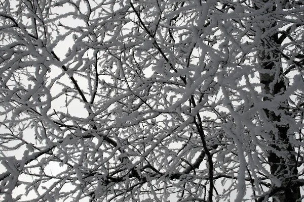 Nieve en los árboles en el bosque — Foto de Stock