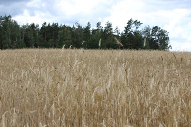 Sahada çavdar Altın olgun kulakları