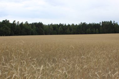 Sahada çavdar Altın olgun kulakları