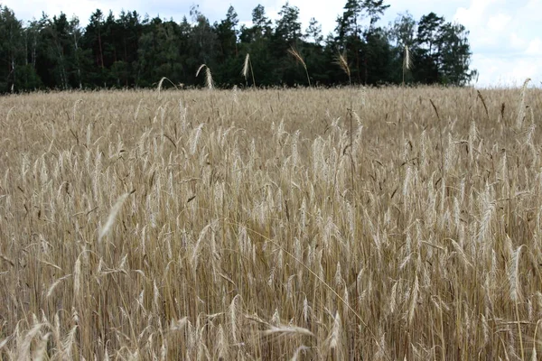 野原のライ麦の黄金の熟した耳 — ストック写真