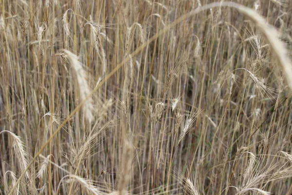 Gouden rijpe oren van rogge op het veld — Stockfoto
