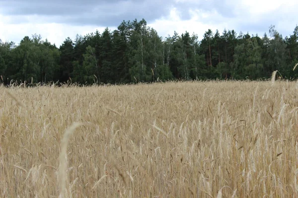 Gouden rijpe oren van rogge op het veld — Stockfoto