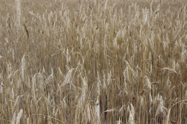 Gouden rijpe oren van rogge op het veld — Stockfoto