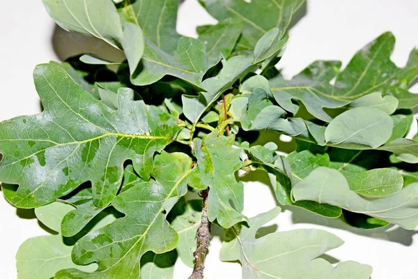 Yeşil meşe yaprakları beyaz bir arka plan üzerinde yer almaktadır