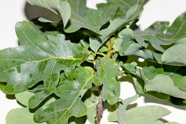 Yeşil meşe yaprakları beyaz bir arka plan üzerinde yer almaktadır