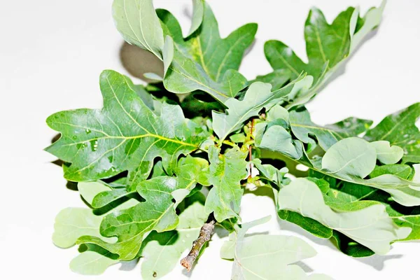 Yeşil meşe yaprakları beyaz bir arka plan üzerinde yer almaktadır