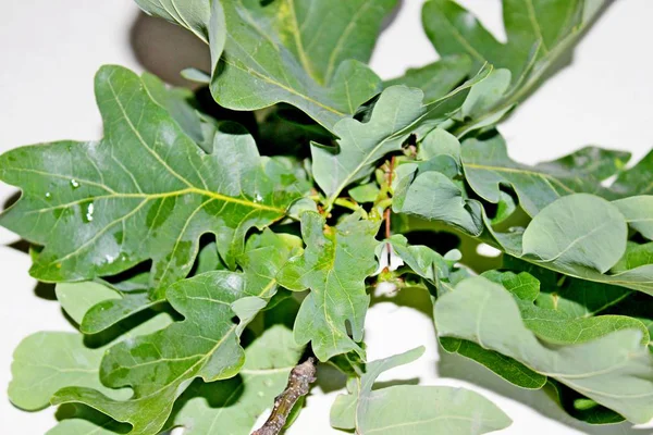 Yeşil meşe yaprakları beyaz bir arka plan üzerinde yer almaktadır