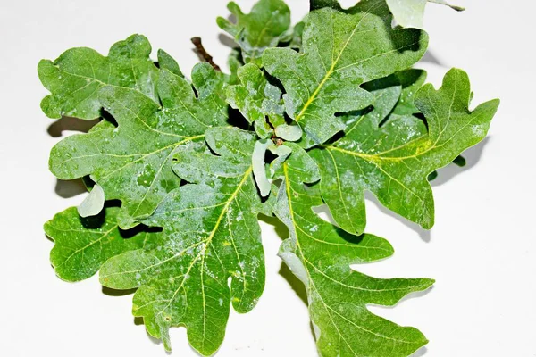 Yeşil meşe yaprakları beyaz bir arka plan üzerinde yer almaktadır