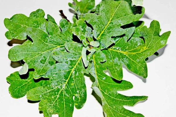 Yeşil meşe yaprakları beyaz bir arka plan üzerinde yer almaktadır