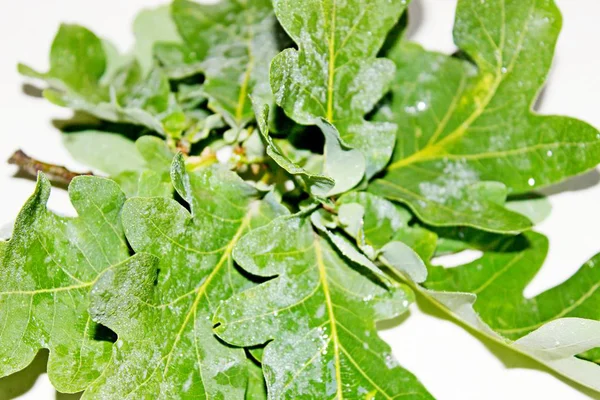 Yeşil meşe yaprakları beyaz bir arka plan üzerinde yer almaktadır