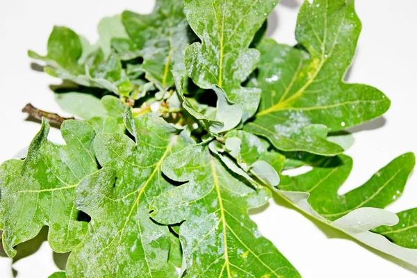 Yeşil meşe yaprakları beyaz bir arka plan üzerinde yer almaktadır