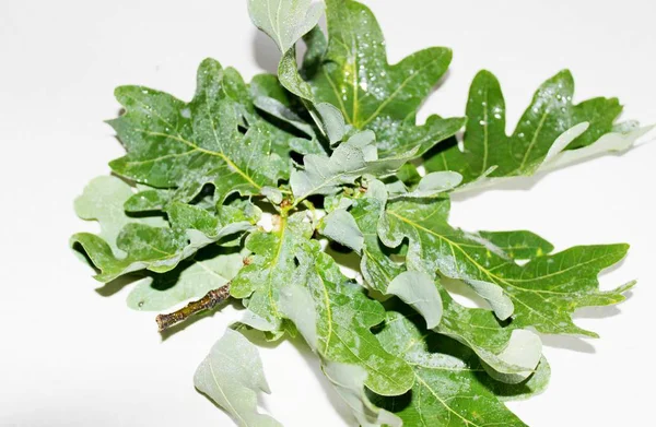 Yeşil meşe yaprakları beyaz bir arka plan üzerinde yer almaktadır