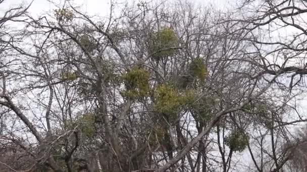야외에서 나뭇가지 나뭇가지 — 비디오