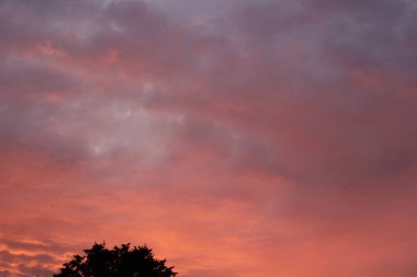 Yaz şehir bulutlar ağaçlar güzel pembe gün batımı