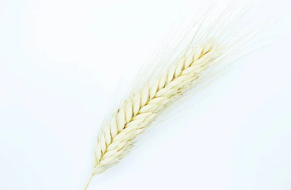 Rye spike located on a white background — Stock Photo, Image