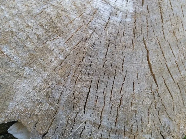 Красивая текстура дерева, фоновый нарезной ствол дерева — стоковое фото