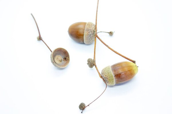 Brown acorns located on a white background