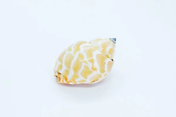 Seashell localizado em um fundo branco — Fotografia de Stock
