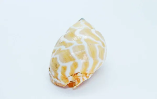 Seashell localizado em um fundo branco — Fotografia de Stock