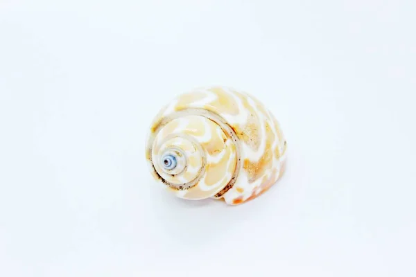 Seashell ligger på en vit bakgrund — Stockfoto